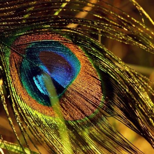 krolewski-znak-towarowy-600