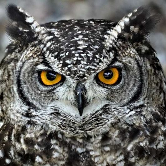 logo-wersow-z-ekipy-jest-plagiatem-600