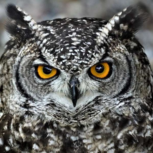 logo-wersow-z-ekipy-jest-plagiatem-600