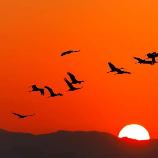 spor-w-przestworzach-o-zurawia.-lufthansa-vs-lot-600